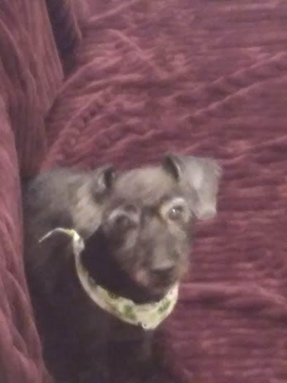 Alpha Mobile Pet Grooming — mobile dog grooming services in Nashville, Tennessee rated 5.0 stars with 6 reviews