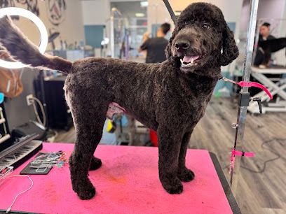 Dawgs & Paws Salon and Mobile Grooming — mobile dog grooming services in Silver Spring, Washington rated 4.9 stars with 68...