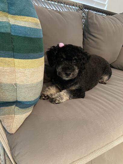 Fluffy Friends Mobile Grooming — mobile dog grooming services in Winter Garden, Florida rated 5.0 stars with 6 reviews