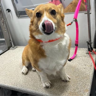 Furry Land Mobile Grooming Orlando — mobile dog grooming services in Orlando, Florida rated 4.8 stars with 282 reviews