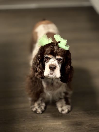 Furry Land Nashville — mobile dog grooming services in Nashville, Tennessee rated 4.8 stars with 310 reviews