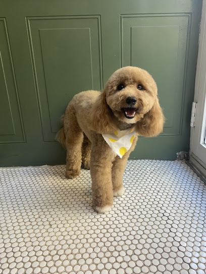 Furry N' Fabulous Lower East Side — mobile dog grooming services in New York, New York rated 4.6 stars with 130 reviews