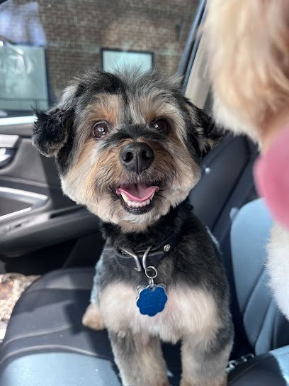 GROOM! Salon — mobile dog grooming services in Silver Spring, Washington rated 4.8 stars with 616 reviews