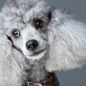 Maryland Mobile Grooming — mobile dog grooming services in Glen Burnie, Maryland rated 4.4 stars with 10 reviews