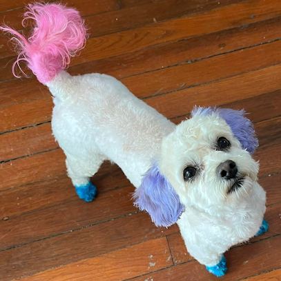 NOMA Pet Services & Takoma Mobile Grooming — mobile dog grooming services in Washington, Washington rated 4.3 stars with 7...