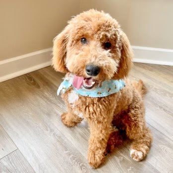 Paw Spa, LLC. — mobile dog grooming services in Alexandria, Washington rated 4.3 stars with 220 reviews