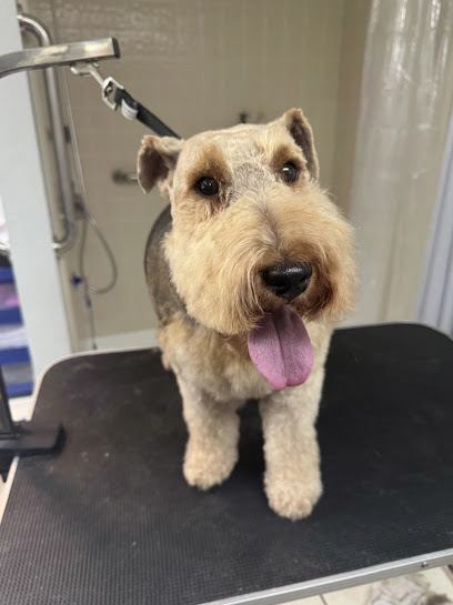 Paws R Us In-Home Mobile Grooming — mobile dog grooming services in Chandler, Arizona rated 5.0 stars with 66 reviews