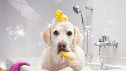 Reese's Luxury Mobile Grooming — mobile dog grooming services in Austin, Texas rated 5.0 stars with 1717 reviews
