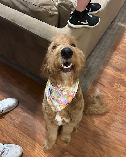 Wags & Whiskers Pet Grooming & Whiskers A-Go-Go Mobile Grooming — mobile dog grooming services in Knoxville, Tennessee rat...